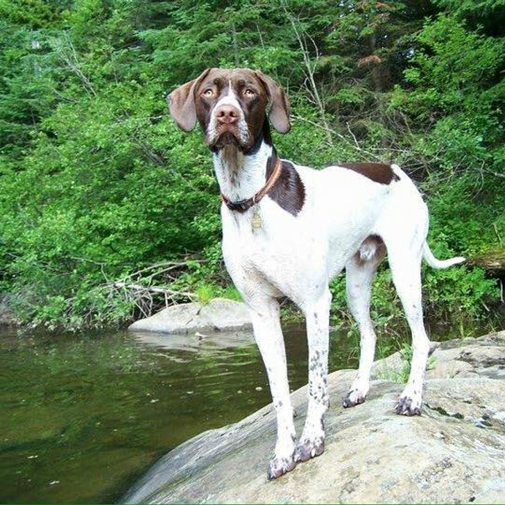 This is Rugеr, a shelter dog who has been by his owner's side for many years.