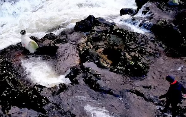The sheep fell into the frozen river. And this guy could not leave the unfortunate animal in trouble. All caught on video