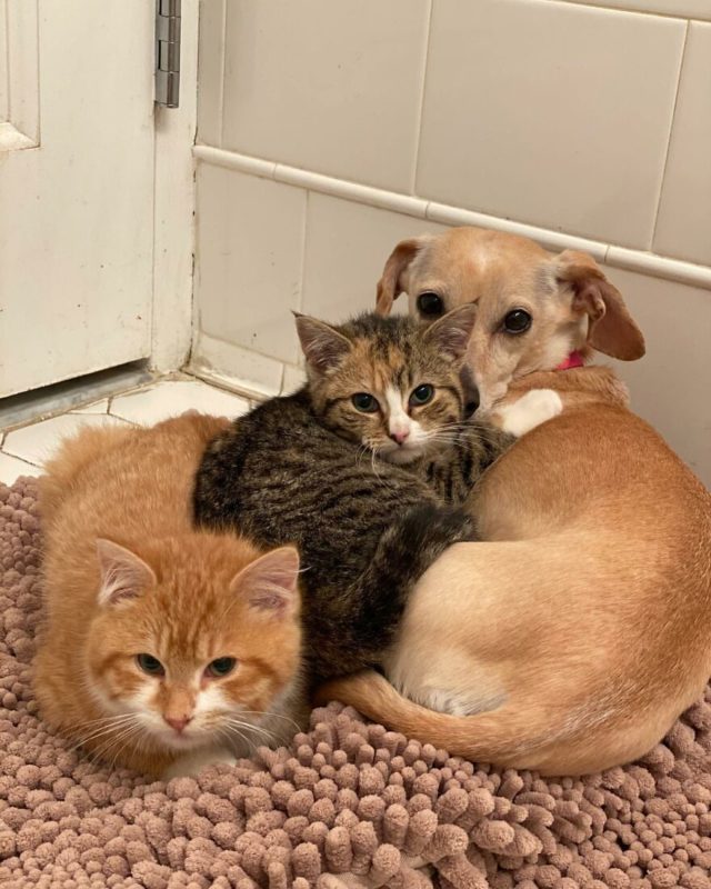 This kind dog accidentally found abandoned kittens and became their mother. The good is still there!