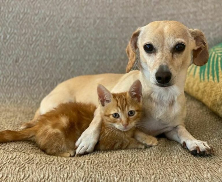 This kind dog accidentally found abandoned kittens and became their mother. The good is still there!