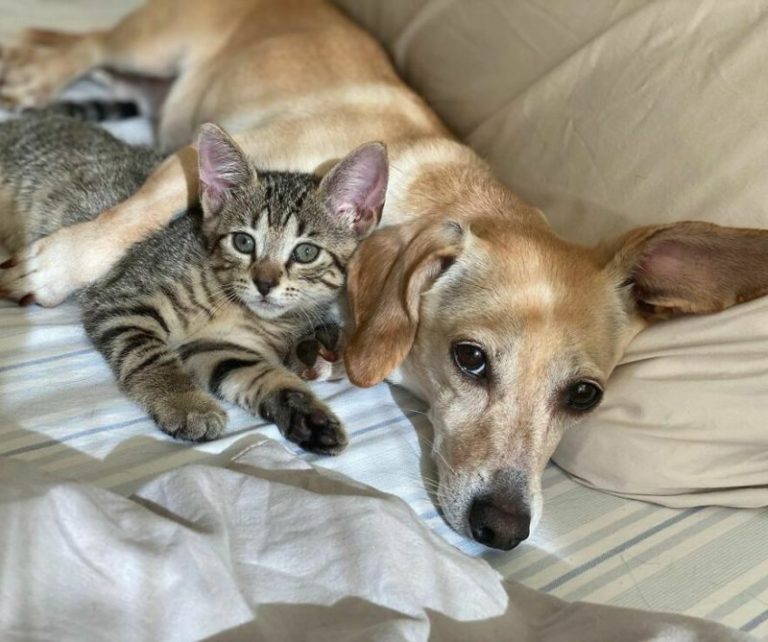 This kind dog accidentally found abandoned kittens and became their mother. The good is still there!