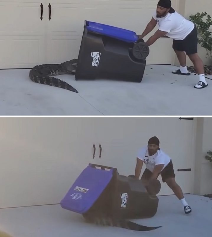 The alligator would have eaten this man if his brave neighbor had not come