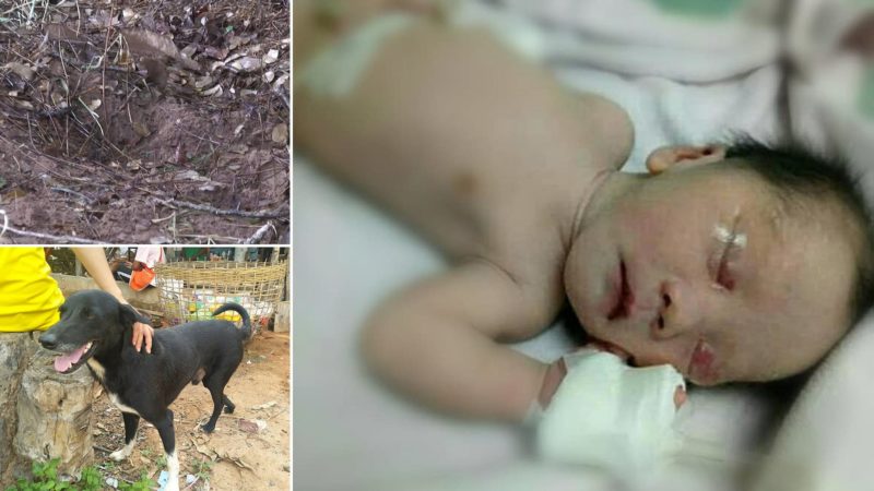 The baby, who was buried by his mother, was saved by this dog. When there is more humanity in an animal