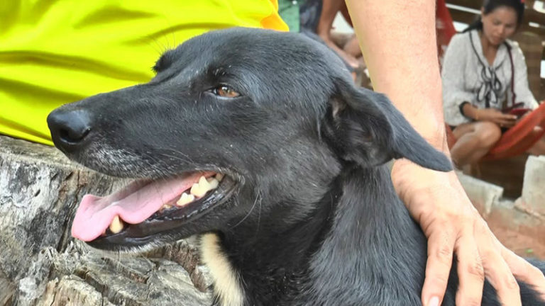 The baby, who was buried by his mother, was saved by this dog. When there is more humanity in an animal