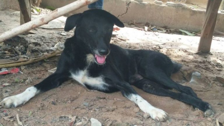The baby, who was buried by his mother, was saved by this dog. When there is more humanity in an animal