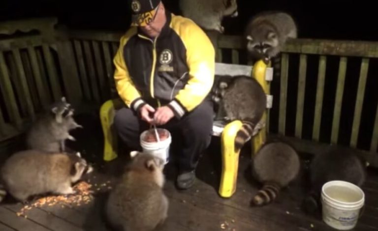 It was the last wish of the beloved. This man takes out rассооn fооd evеry dау.