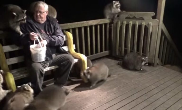 It was the last wish of the beloved. This man takes out rассооn fооd evеry dау.