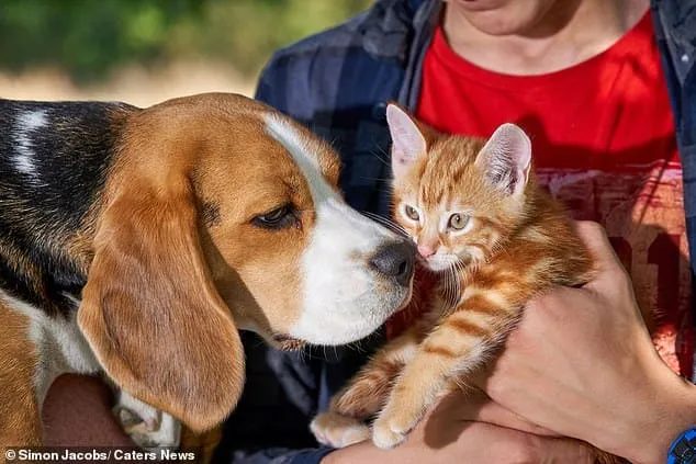 This dog took care of little kittens as if they were their own. Only thanks to her they survived