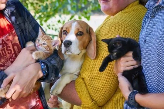 This dog took care of little kittens as if they were their own. Only thanks to her they survived
