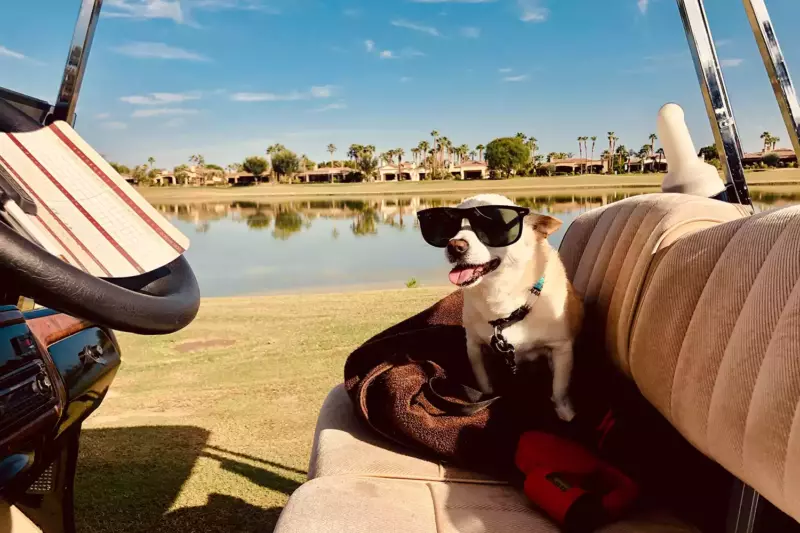 This is no ordinary dog. Gina is the oldest dog to have a crown on his head