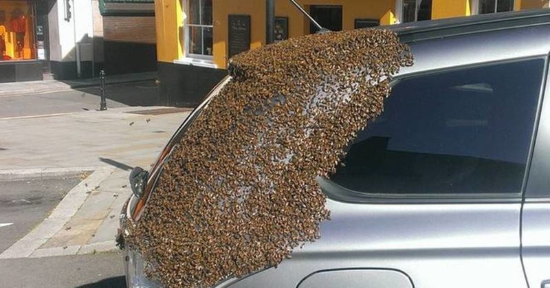 A huge swarm of bees attacked this car, after learning the reason you will experience a genuine shock