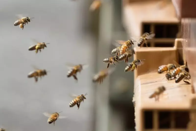 A huge swarm of bees attacked this car, after learning the reason you will experience a genuine shock