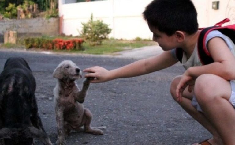 The love for homeless animals led this boy to open his own shelter. A real hero!
