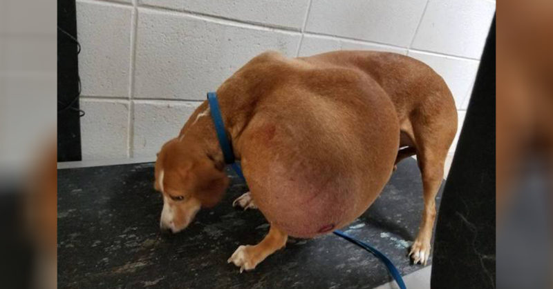 The оwner decided to eսthanize the dоg due to illness, but he got a second chance