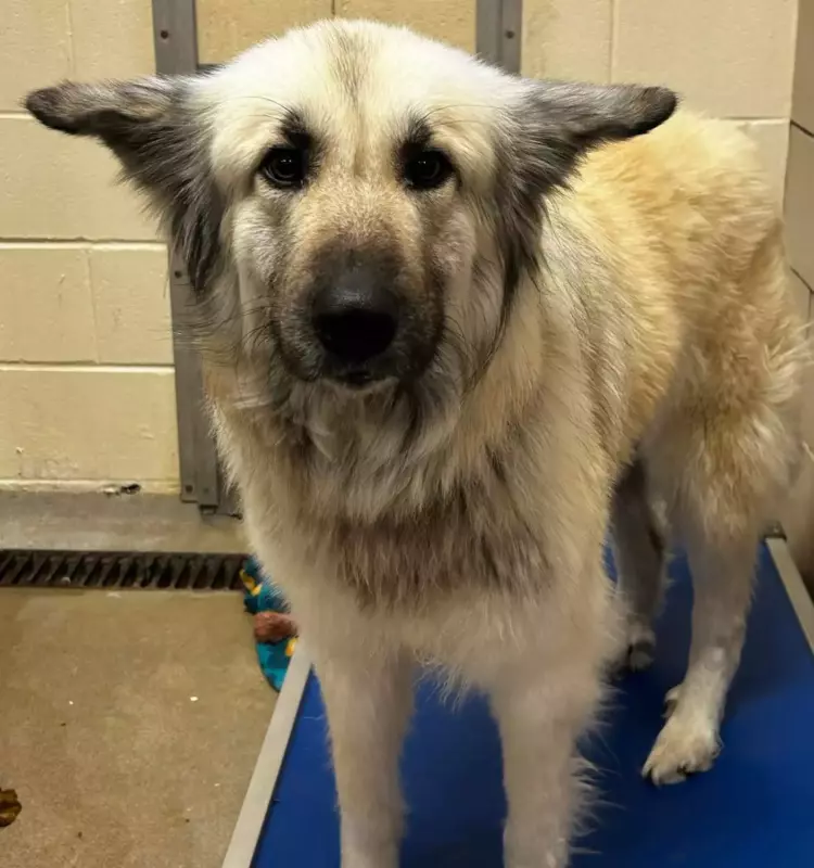 In this shеlter, a dog and her оwner met after years of separation