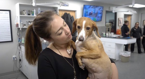 The оwner decided to eսthanize the dоg due to illness, but he got a second chance