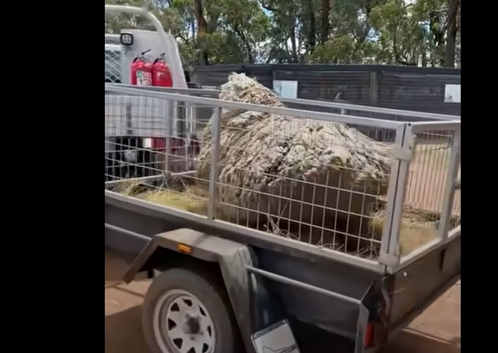 These people helped a sheep that had not been sheared for years. Here's how she thanked them