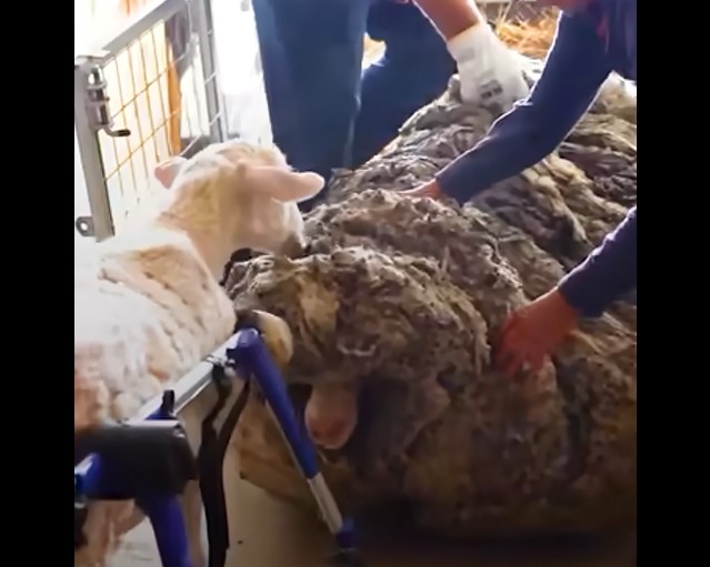 These people helped a sheep that had not been sheared for years. Here's how she thanked them