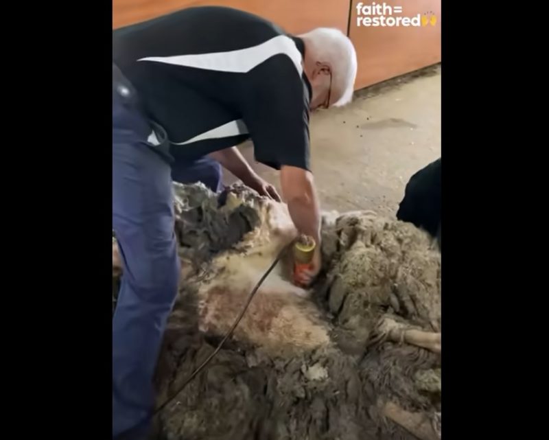 These people helped a sheep that had not been sheared for years. Here's how she thanked them