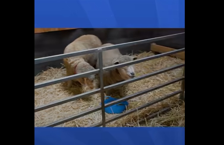 These people helped a sheep that had not been sheared for years. Here's how she thanked them