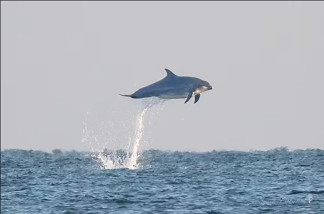 The photographer managed to capture an incredible moment. These dolphins rarely jump out of the water