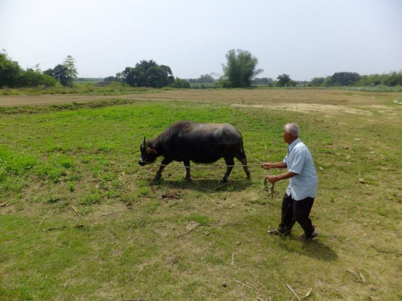 This 26-year-old buffalo waited until his final encounter with his owner before passing away