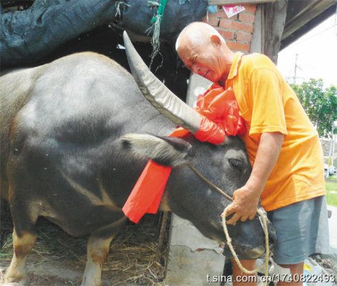 This 26-year-old buffalo waited until his final encounter with his owner before passing away