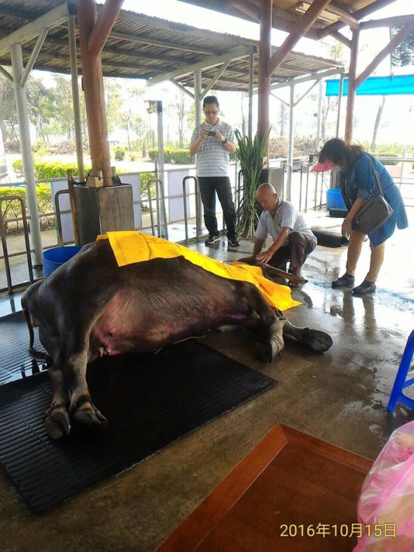 This 26-year-old buffalo waited until his final encounter with his owner before passing away