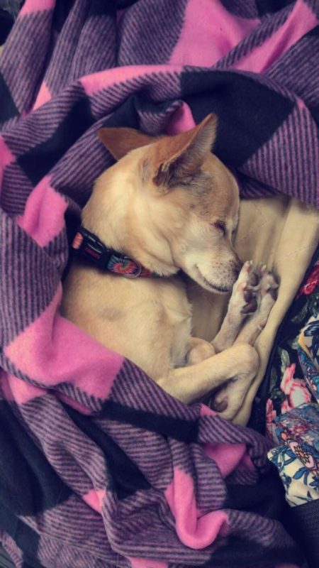 When they were reunited at the shelter, a Chihuahua believed to have diеd ran into her mother's arms