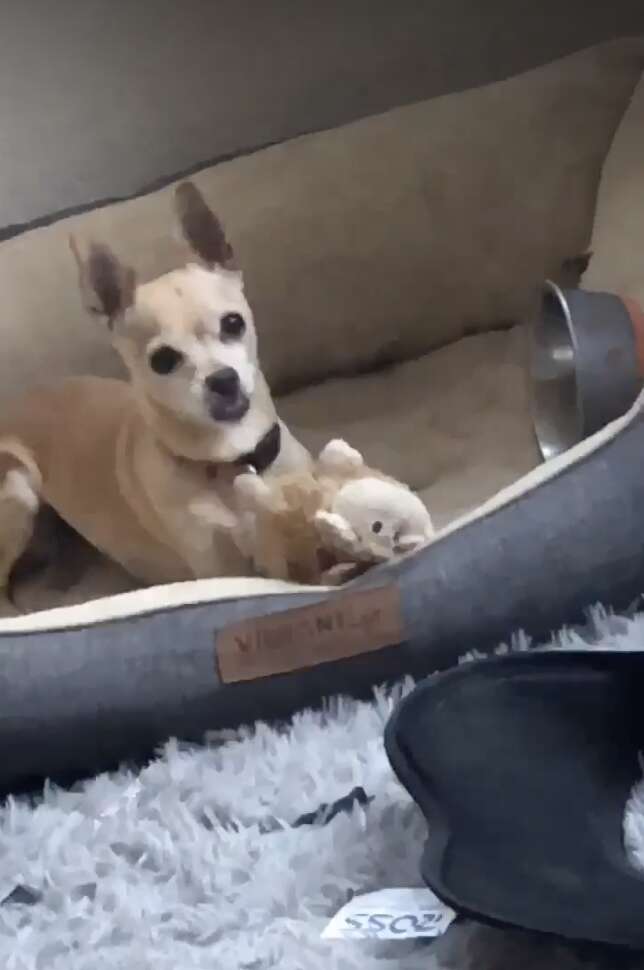 When they were reunited at the shelter, a Chihuahua believed to have diеd ran into her mother's arms