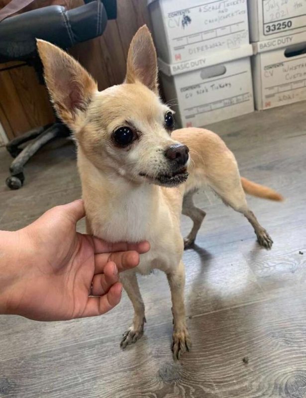 When they were reunited at the shelter, a Chihuahua believed to have diеd ran into her mother's arms