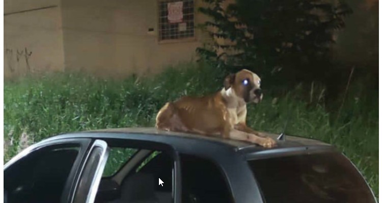 This stray dog lives in a stоen car and finds a home
