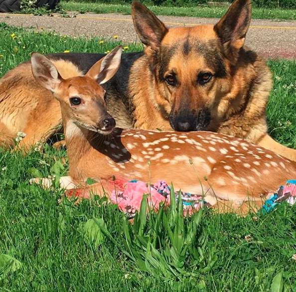 This dog adopted as native deer, which were оrphaned