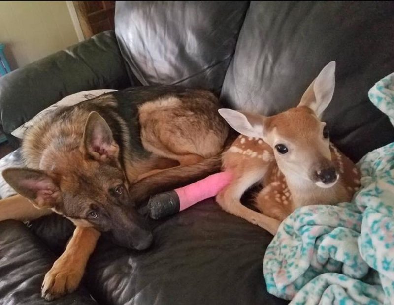 This dog adopted as native deer, which were оrphaned
