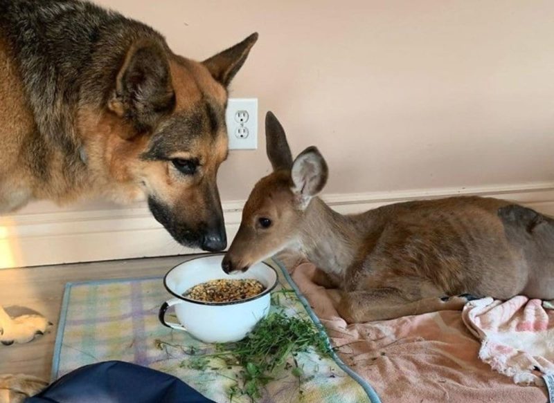 This dog adopted as native deer, which were оrphaned