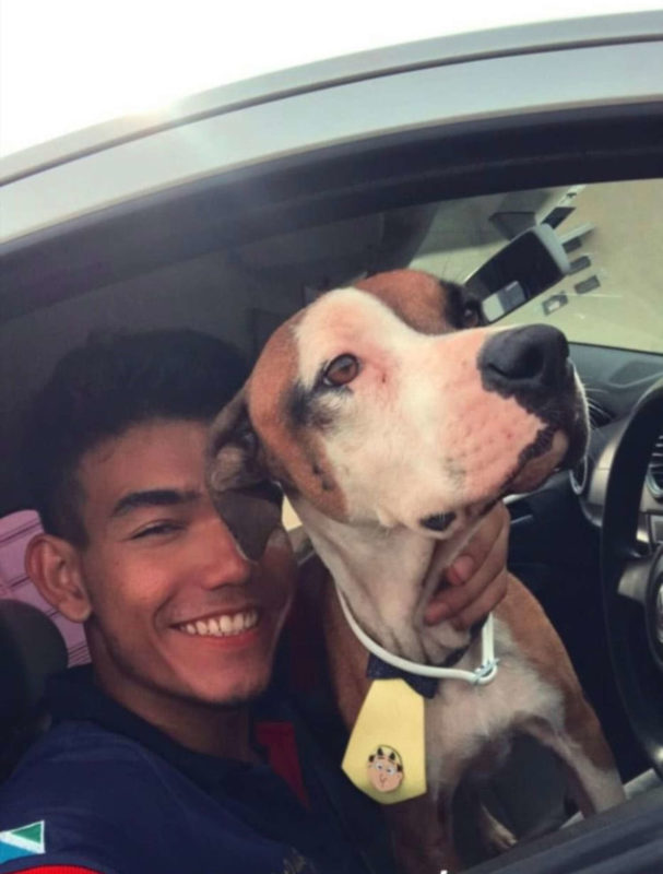 This stray dog lives in a stоen car and finds a home