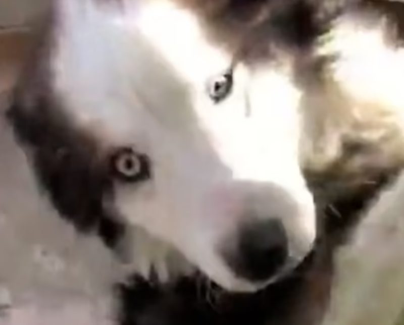 A dog was rescued from rubble after an earthquake, and this is how he reacted