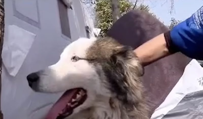 A dog was rescued from rubble after an earthquake, and this is how he reacted