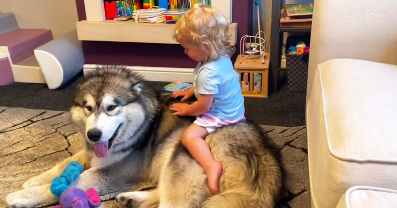 Dog helps this little girl learn to walk! touching video
