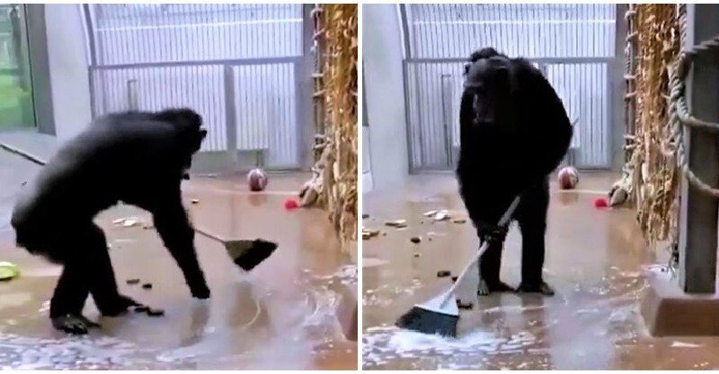 Careful than most people! This monkey cleans up after itself