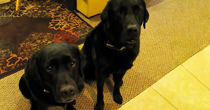 The dog did not remain silent about the fact that his sister stole the cookies! Here's what happened next