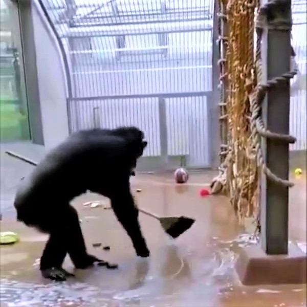 Careful than most people! This monkey cleans up after itself