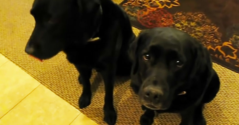The dog did not remain silent about the fact that his sister stole the cookies! Here's what happened next