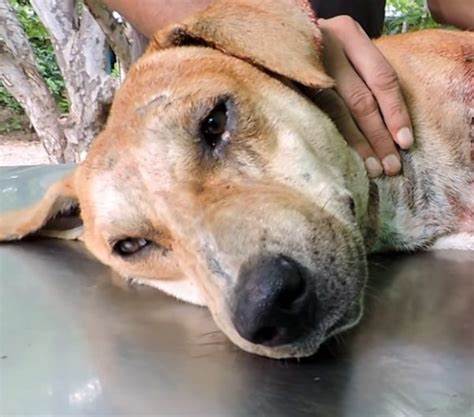 A vicious dog escapes from his new family and finds his way to his rescuer