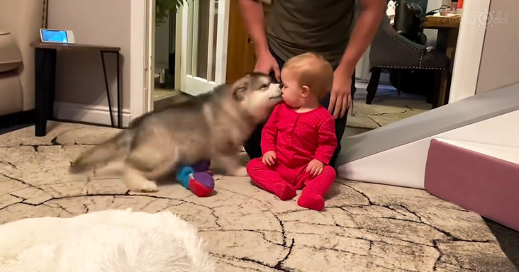 Dog helps this little girl learn to walk! touching video