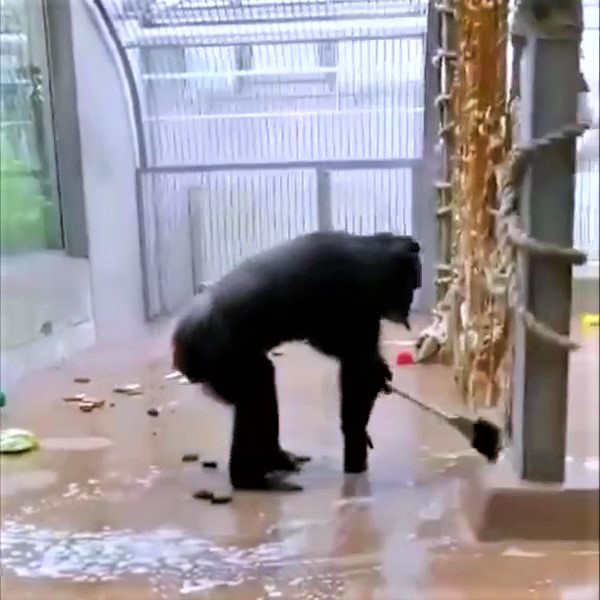 Careful than most people! This monkey cleans up after itself