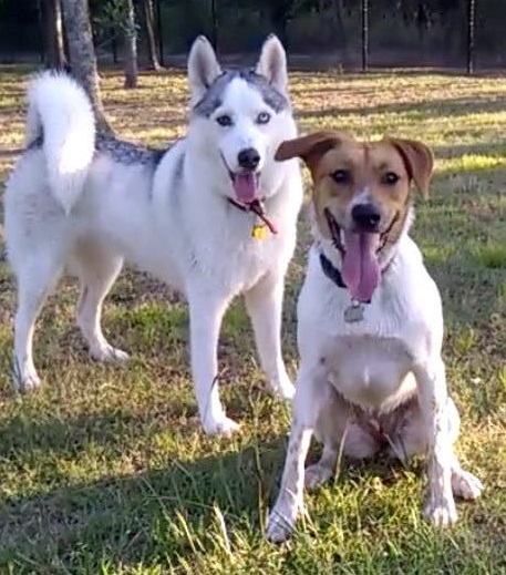 A vicious dog escapes from his new family and finds his way to his rescuer