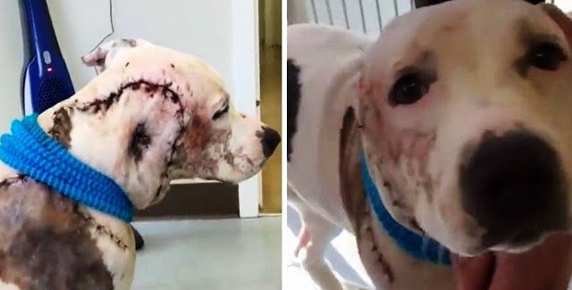 The poor bait dog, who has lost a portion of his face and ear, is unable to stop moving his tail