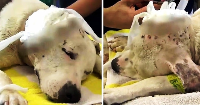 The poor bait dog, who has lost a portion of his face and ear, is unable to stop moving his tail
