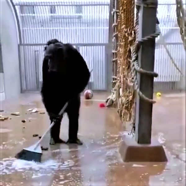 Careful than most people! This monkey cleans up after itself